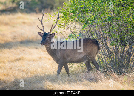 Wild South Texas cervi sika buck. Noto anche come il giapponese o il cervo maculato. Foto Stock