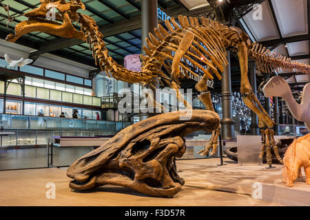 Amurosaurus scheletro e Olorotitan cranio, Regio Istituto belga delle Scienze Naturali / Museo di Storia Naturale, Bruxelles Foto Stock