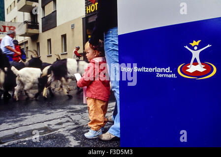 Un bambino guardando le capre Blackneck attraverso la Bahnhofstrasse in Zermatt. La Svizzera. Europa Foto Stock