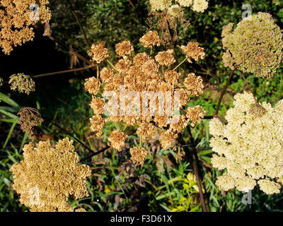 Colori d'autunno teste di seme di hogweed comune (a volte chiamato mucca pastinaca o vacca weed) Foto Stock