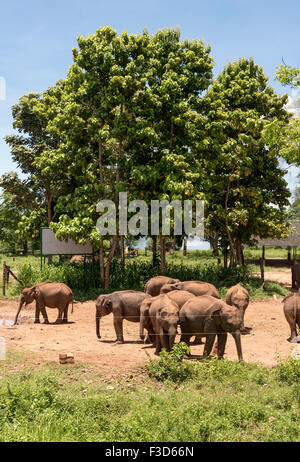 Transito Udawalawe Home - Santuario per orfani vitelli di elefante, Sri Lanka Foto Stock