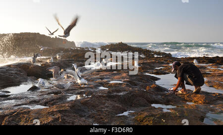 Pescatore locale pulizia del pesce e la alimentazione di gabbiani (Larus) in Oualidia seashore con scabra Atlantic mare in distanza (El Jadida, Marocco) Foto Stock