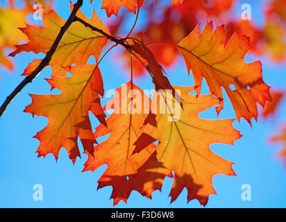 Autumnal leafs against deep blue sky Foto Stock