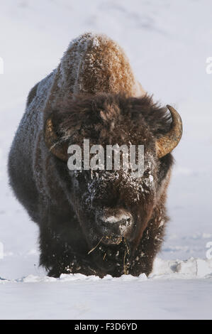 Un grande bull bisonti nel Parco Nazionale di Yellowstone. Foto Stock