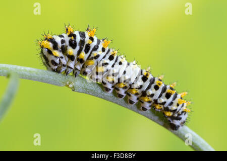 Coda forcuta caterpillar a uno stadio molto precoce. Foto Stock