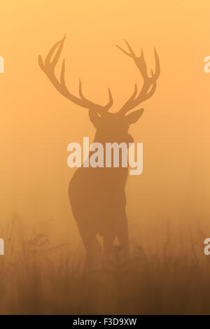 Feste di addio al celibato a sunrise in Richmond Park Foto Stock