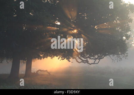 Misty sunrise, Richmond Park Foto Stock