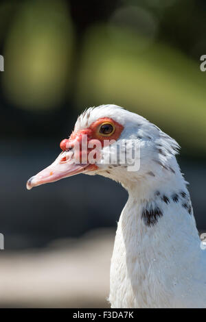 Anatra muta ritratto Foto Stock