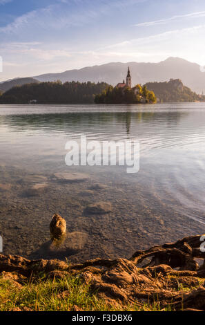 La piccola isola con la Chiesa cattolica nel lago di Bled, Slovenia all'alba con castello, anatra e radici sulla riva e montagne Foto Stock