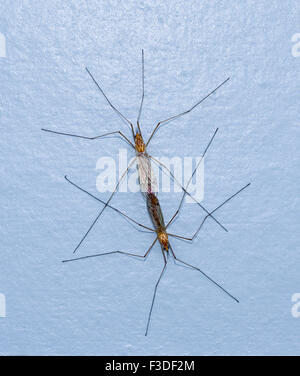 Accoppiamento Craneflies Foto Stock