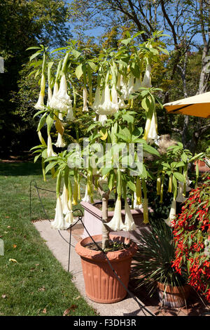 Angelo tromba fiori (Brugmansia suaveolens) - USA Foto Stock