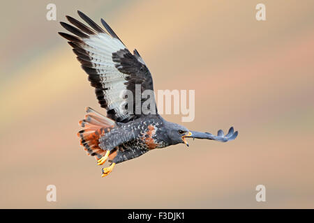 Jackal poiana (Buteo rufofuscus) in volo con ali teso, Sud Africa Foto Stock