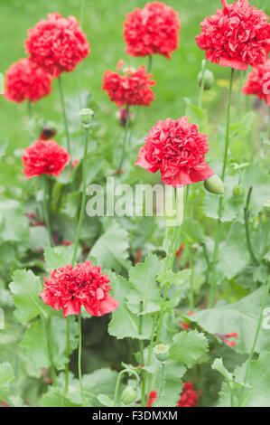 Il papavero fiori nel giardino Foto Stock