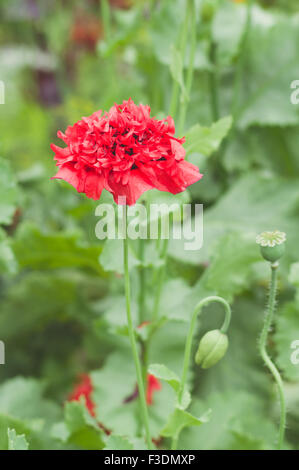 Unico fiore di papavero contro lo sfondo di colore verde Foto Stock