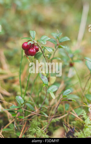 Rosso cowberries maturi (Vaccinium vitis-idaea) sul ramo Foto Stock