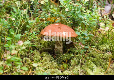 Arancio-cup (fungo Leccinum Aurantiacum) in verde muschio Foto Stock