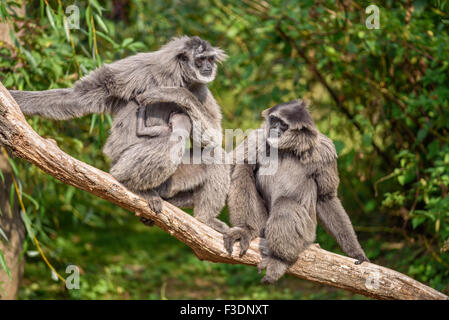 Famiglia di argentea gibbons (Hylobates moloch) con un neonato. Il gibbone argenteo si colloca tra le specie più a rischio. Foto Stock