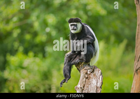 Mantled (guereza Colobus guereza) noto anche come il bianco e nero Colobus Monkey Foto Stock
