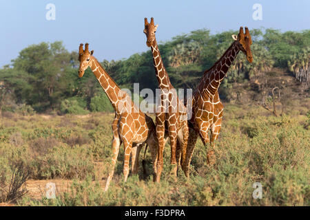Tre le giraffe somalo o traliccio giraffe (Giraffa camelopardalis reticulata), Samburu riserva nazionale, Kenya Foto Stock