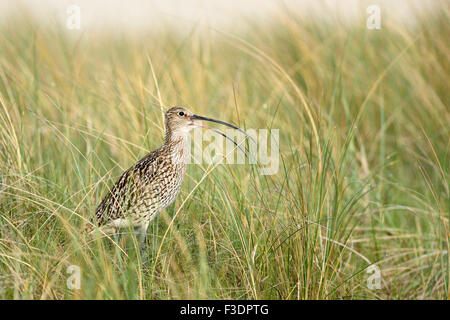 Eurasian curlew (Numenius arquata) chiamando in erba alta, Texel, West Isole Frisone, provincia Olanda Settentrionale Foto Stock