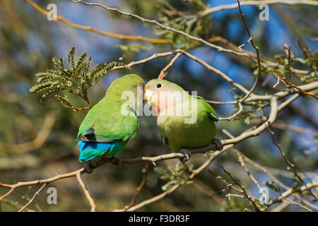 Roseo-di fronte innamorati (Agapornis roseicollis), due giovani, a sud-est della Namibia Foto Stock