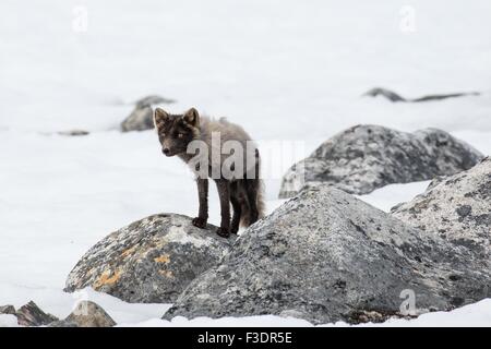 Arctic Fox (Vulpes vulpes lagopus), nella neve, Spitsbergen, Norvegia Foto Stock