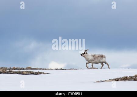 Renna delle Svalbard (Rangifer tarandus platyrhynchus), Spitsbergen, Norvegia Foto Stock