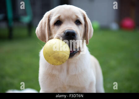 Extreme Close up di felice Labrador cucciolo con sfera Foto Stock