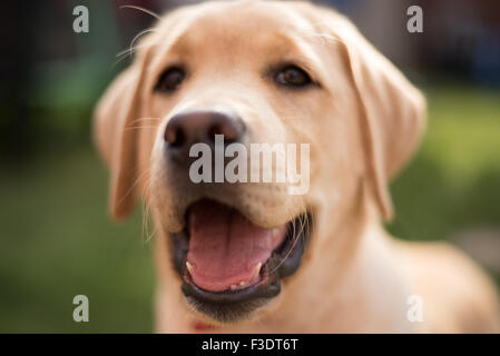 Extreme Close up di felice Labrador cucciolo Foto Stock