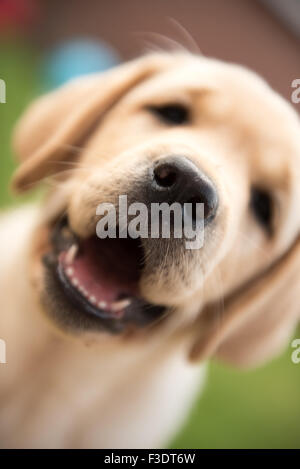 Extreme Close up di felice Labrador cucciolo Foto Stock