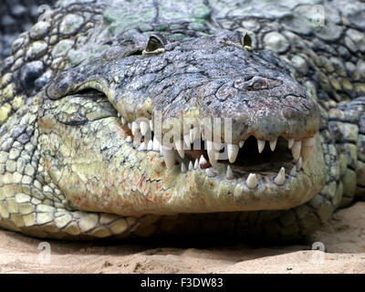 Coppia africana di coccodrillo del Nilo (Crocodylus niloticus) crogiolarsi al sole Foto Stock