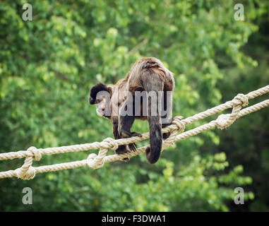 Cappuccini tufted (Cebus apella), noto anche come cappuccino marrone, nero-capped cappuccini, o il pin di scimmia è un mondo nuovo primate da S Foto Stock