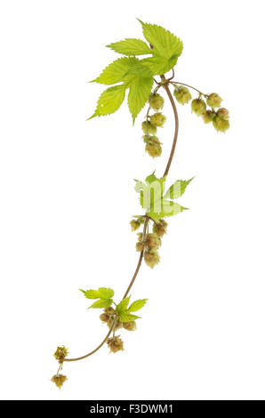 Golden hop, Humulus lupulus Aureus, foglie di vite e luppolo isolata contro bianco Foto Stock