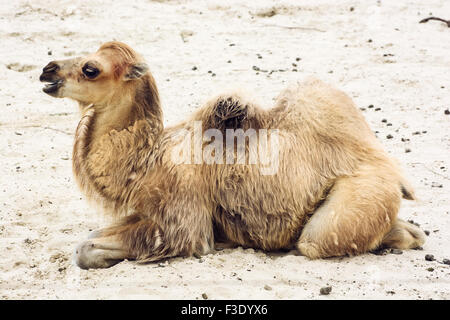 Giovani bactrian camel (Camelus bactrianus). Ritratto di profilo. Foto Stock