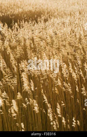 Reedbed presso la foce del fiume Conon sotto la luce diretta del sole, vicino a Dingwall, Ross-shire, Scozia. Foto Stock