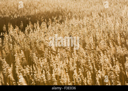 Reedbed presso la foce del fiume Conon sotto la luce diretta del sole, vicino a Dingwall, Ross-shire, Scozia. Foto Stock