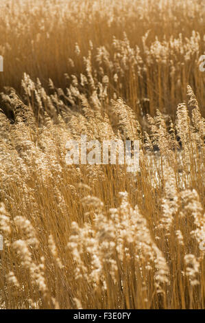 Reedbed presso la foce del fiume Conon sotto la luce diretta del sole, vicino a Dingwall, Ross-shire, Scozia. Foto Stock