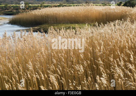 Reedbed presso la foce del fiume Conon sotto la luce diretta del sole, vicino a Dingwall, Ross-shire, Scozia. Foto Stock