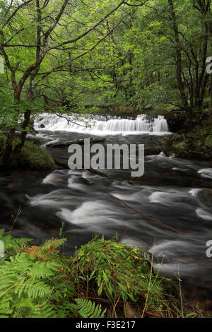 Forza Colwith cascate sul fiume Brathay vicino a Elterwater, Little Langdale, Parco Nazionale del Distretto dei Laghi, Cumbria, Inghilterra Foto Stock