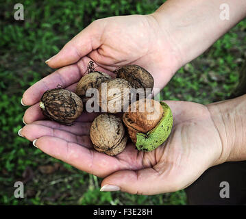 Tenendo le noci Foto Stock