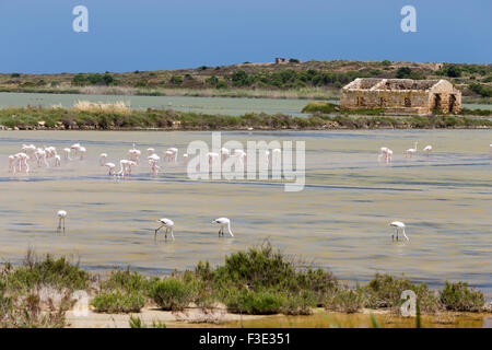 Phoenicopterus, Vendicari riserva naturale. Sicilia Foto Stock