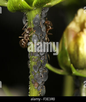 Allevamento di formiche afidi per la melata sul cosmo staminali vegetali. Foto Stock
