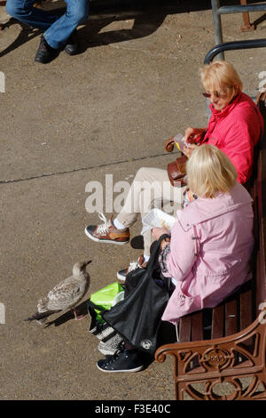 Giovani seagull Elemosinare il cibo. Foto Stock