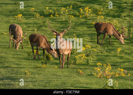 Giovane cervo rosso Cervus elaphus pascolo su prato verde al tramonto, Killarney National Park County Kerry Irlanda Foto Stock