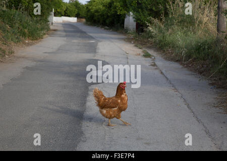 Il pollo attraversa la strada nella città di Lefkakia, Grecia Foto Stock