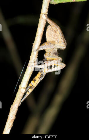 Vagabondaggio velenosi spider (Phoneutria sp.) nella foresta pluviale, Ecuador Foto Stock