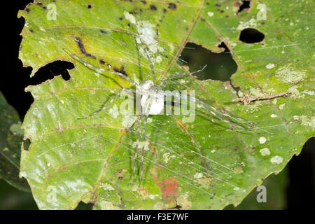 Spider che trasporta un uovo sac nel sottobosco della foresta pluviale, Ecuador Foto Stock