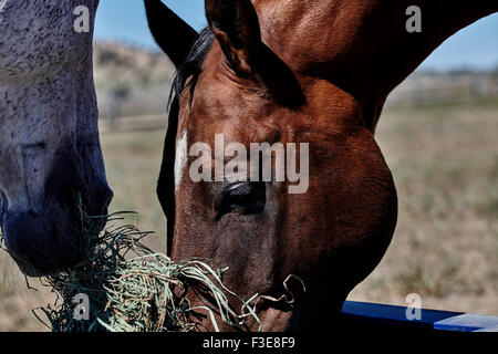 Bay cavallo colorati mangiare erba con cavallo grigio e fieno in bocca Foto Stock