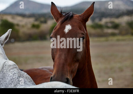 Bay cavallo colorati con colore grigio cavallo in piedi accanto a ogni altro con mountain in background Foto Stock