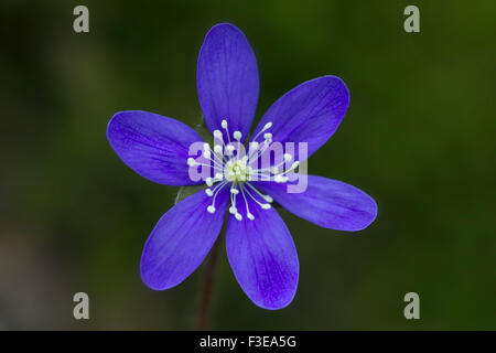 Comuni / Hepatica liverwort / kidneywort / centella (Anemone hepatica / Hepatica nobilis) in fiore Foto Stock